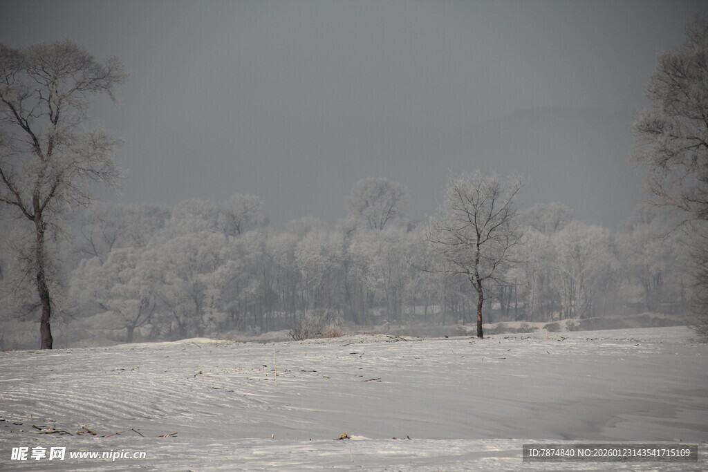 冬日雪景中的萧瑟树木