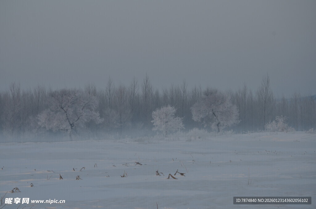 雪地飞鸟与远处林木景观