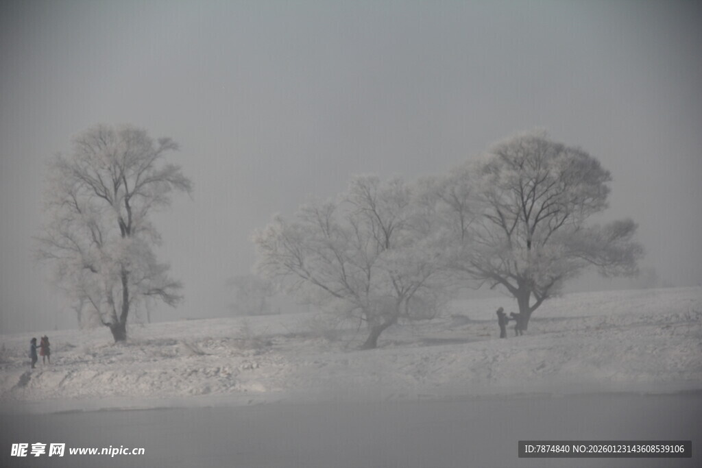 冬日雪景中的银装素裹树木