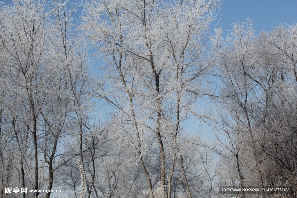 冬日银装素裹的树林景观