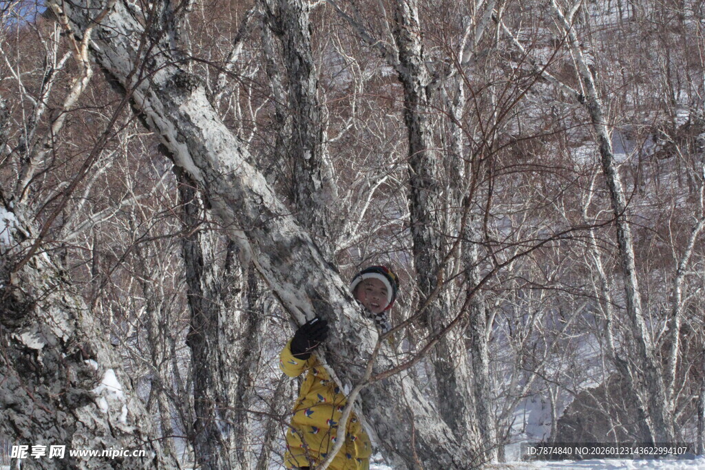 雪林中的啄木鸟
