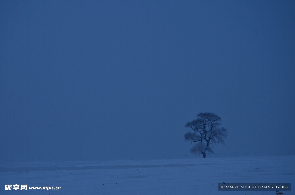 雪野孤树