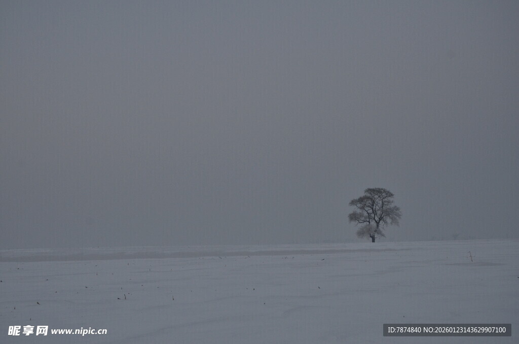雪地孤树