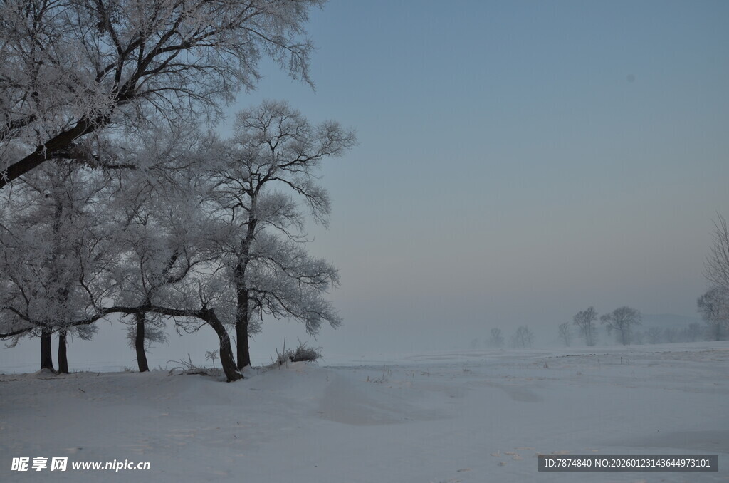 冬日雪覆树木的纯净景致