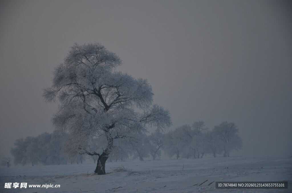 冬日孤树雪景