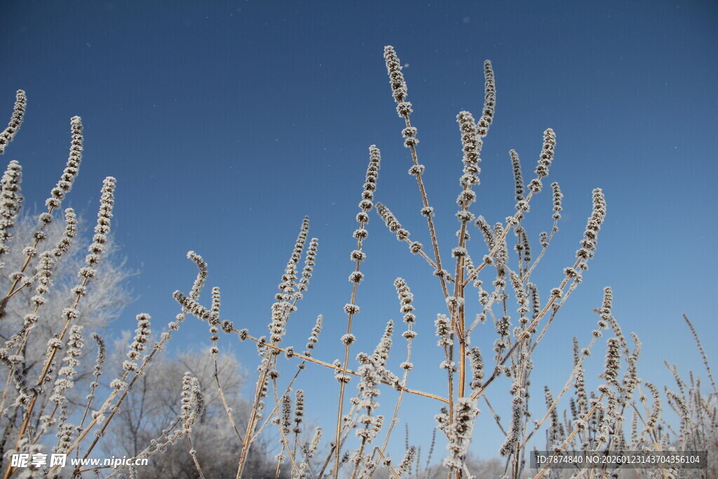 冬日霜覆植物 蓝天背景