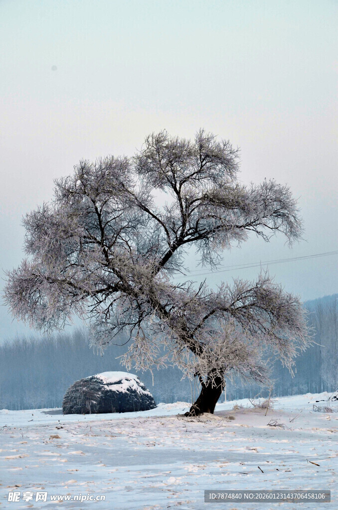 雪野孤树