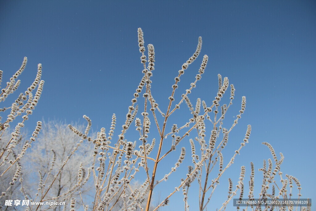 冬日霜覆枝头美景