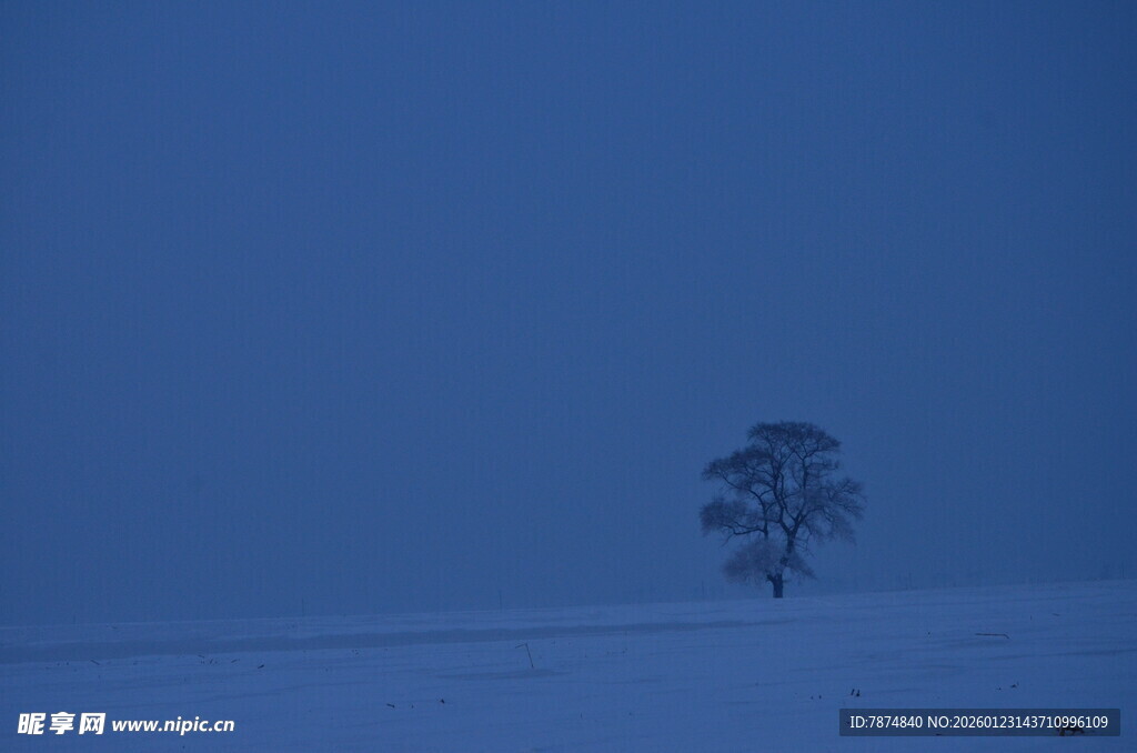 雪野孤树