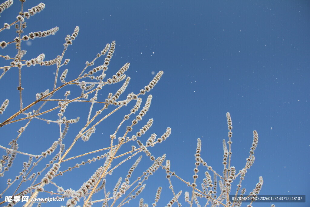 蓝天映衬下的霜覆树枝