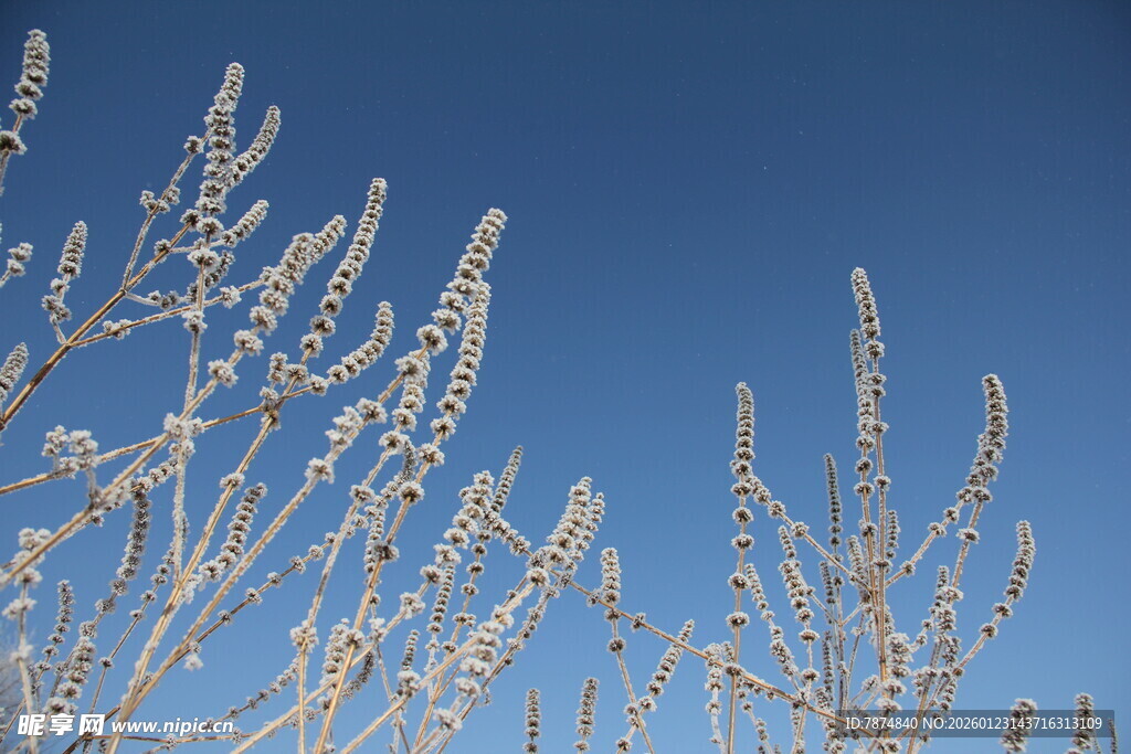 蓝天映衬下的植物枝梢