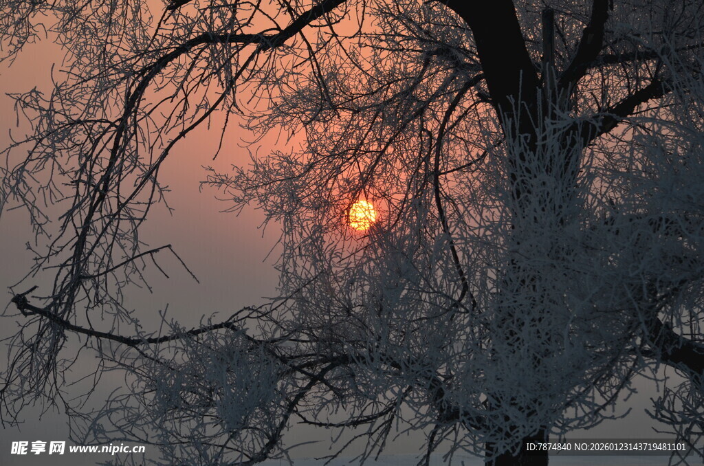 冬日树影中的落日美景
