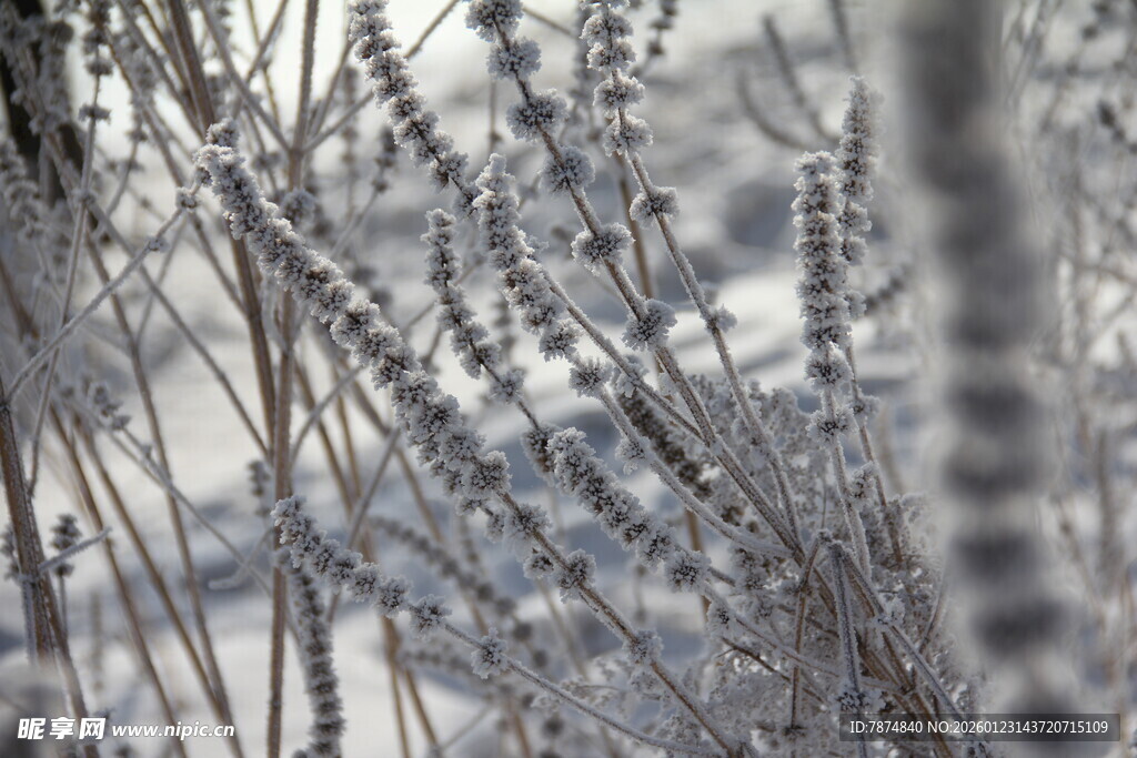 冬日覆霜植物特写