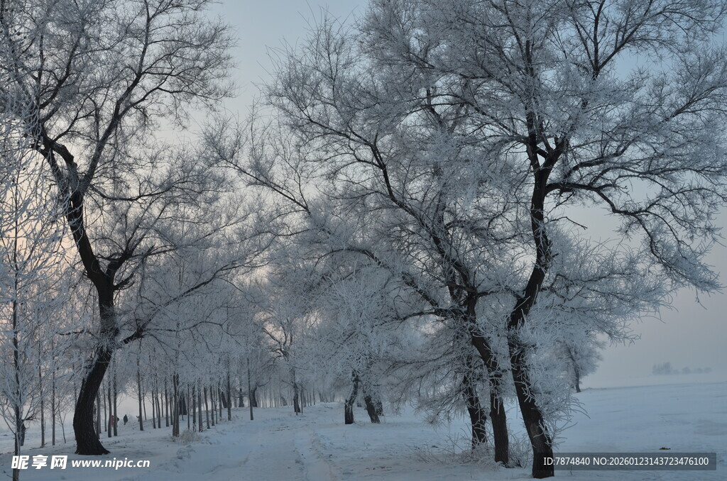 冬日雪覆树林之美景