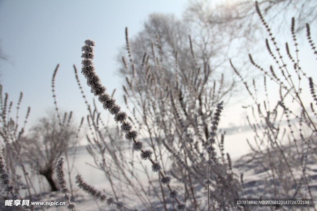 雪覆植物 冬日萧瑟景象
