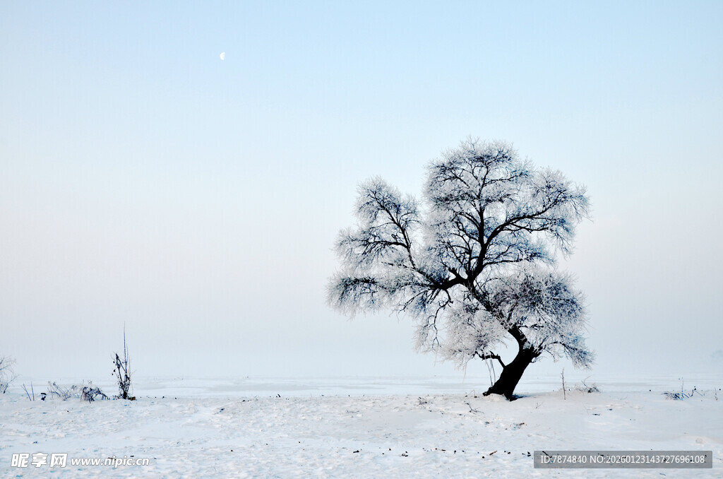 雪野孤树 尽显冬日静谧