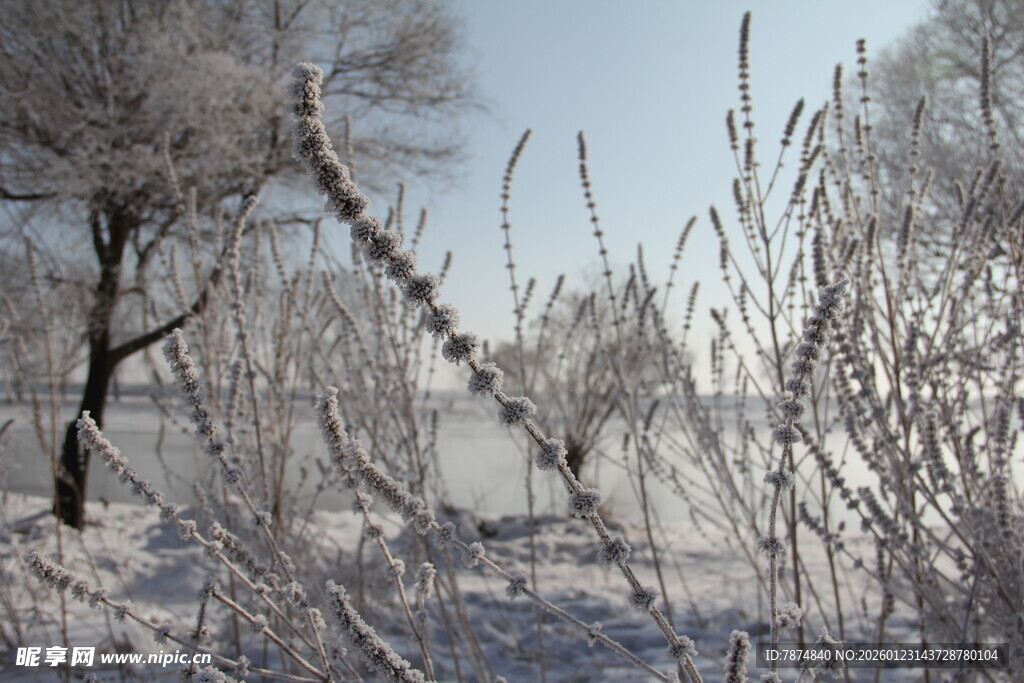 冬日雪景中的银白树木