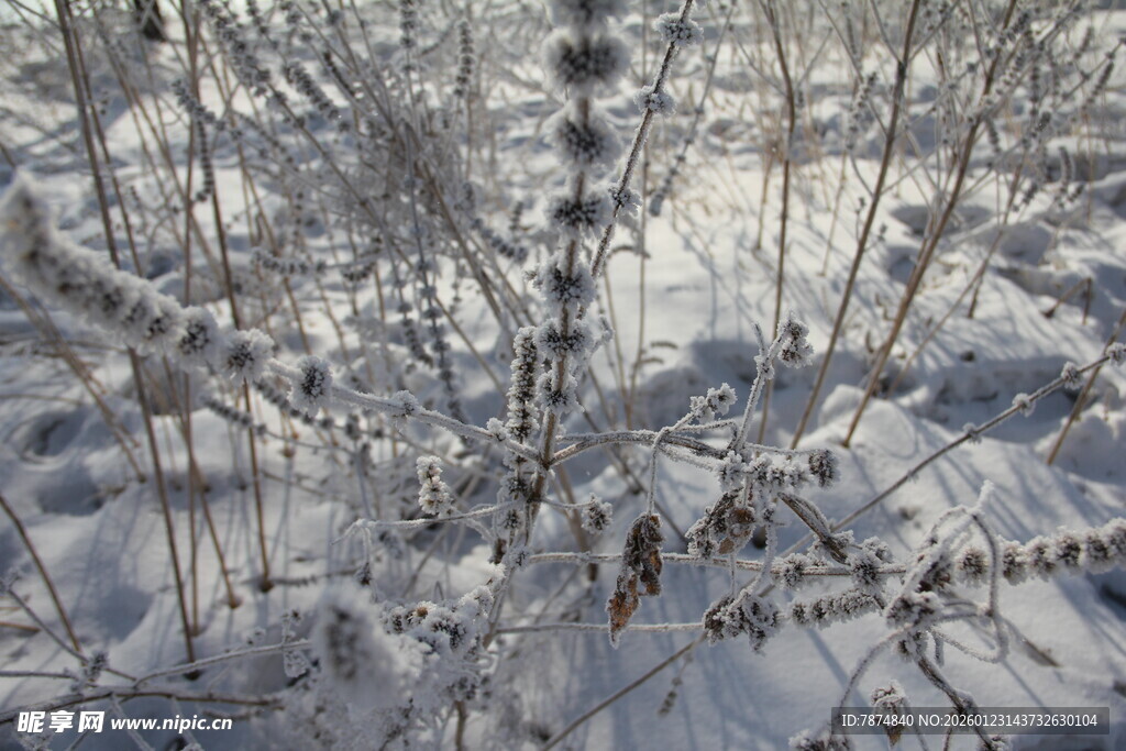 雪覆植物景象