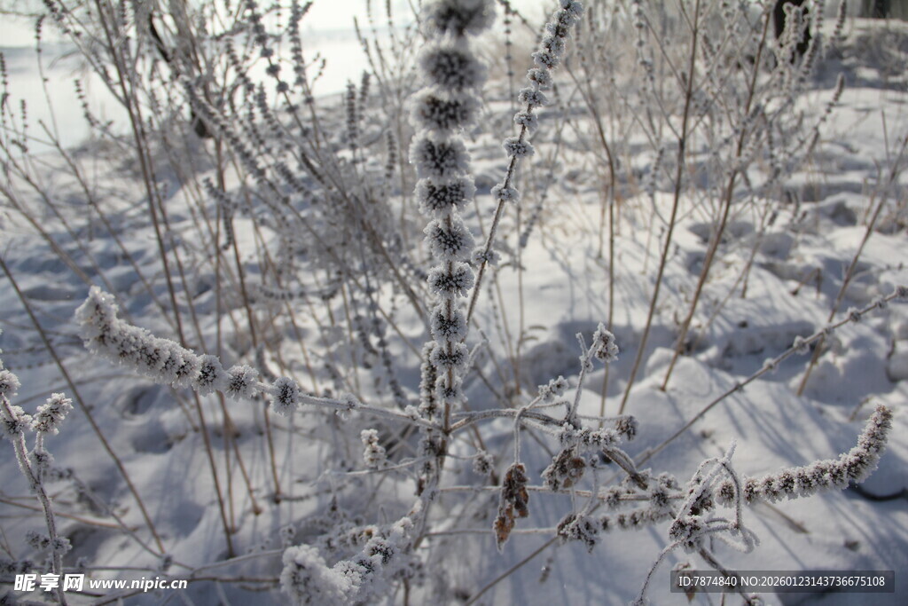 雪覆植物 冬日自然景致