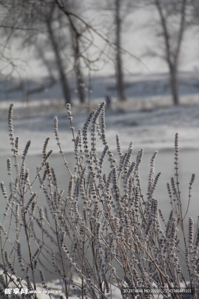 冬日覆霜植物景观