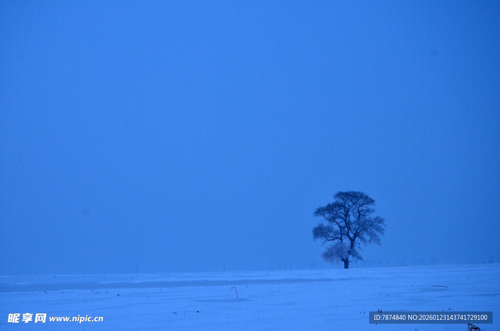 雪野孤树 静谧冬日景象