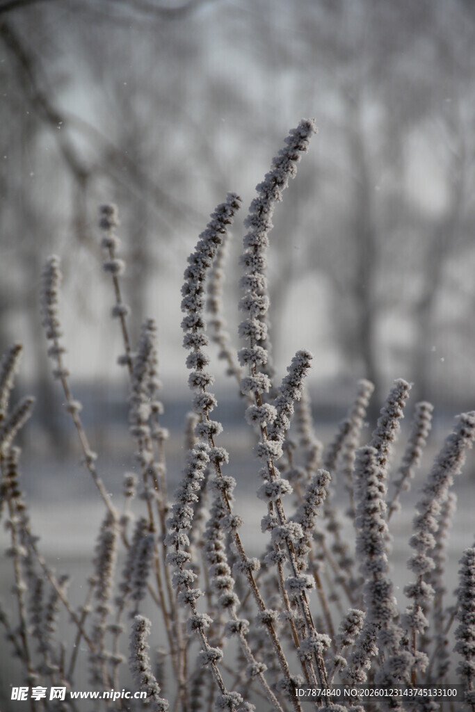 冬日覆霜植物特写