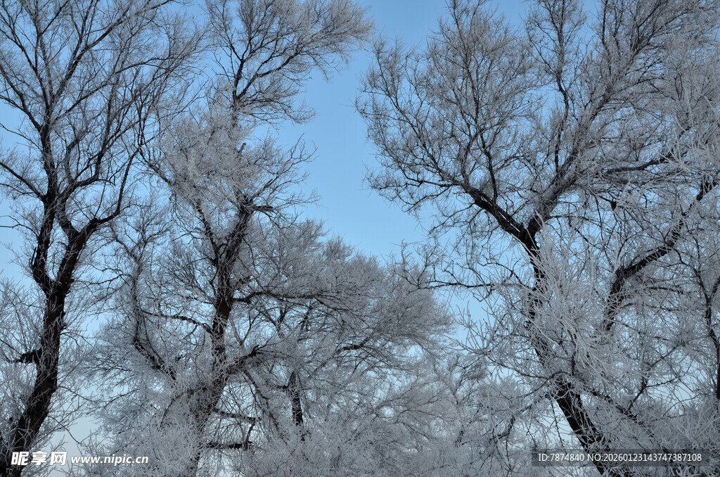 冬日银树 蓝天映衬美景