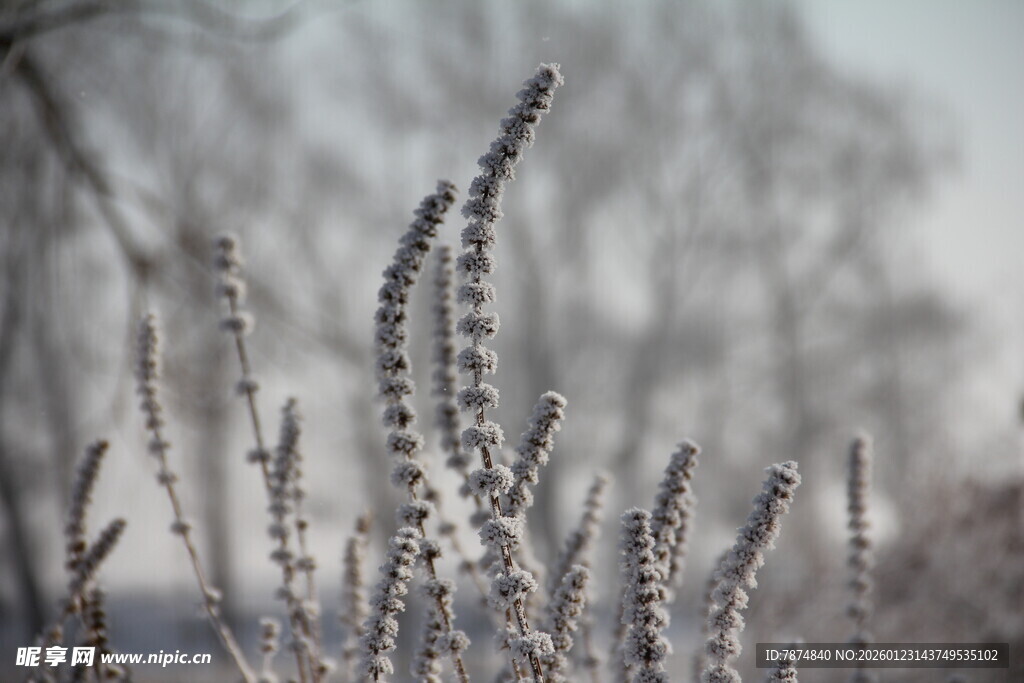 冬日霜覆植物的美丽景象