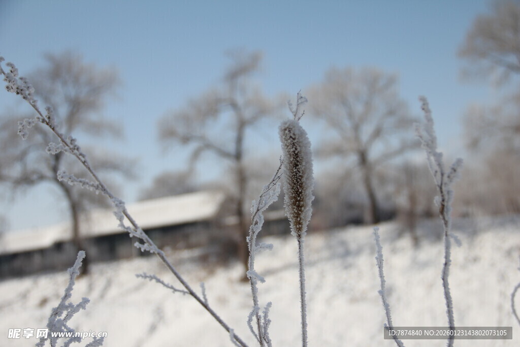 冬日雪景中的萧瑟树林