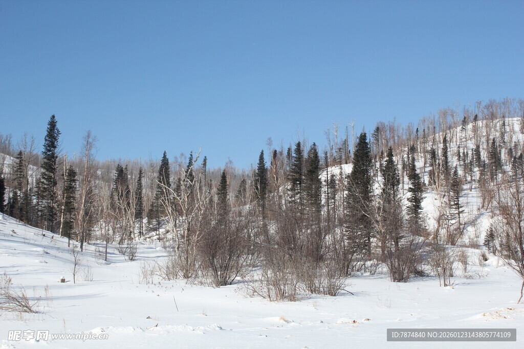 冬日雪景中的枯树林