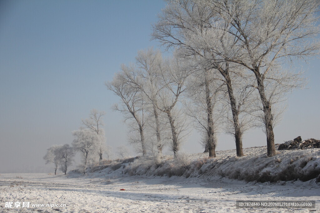 冬日雪野中的银白树木