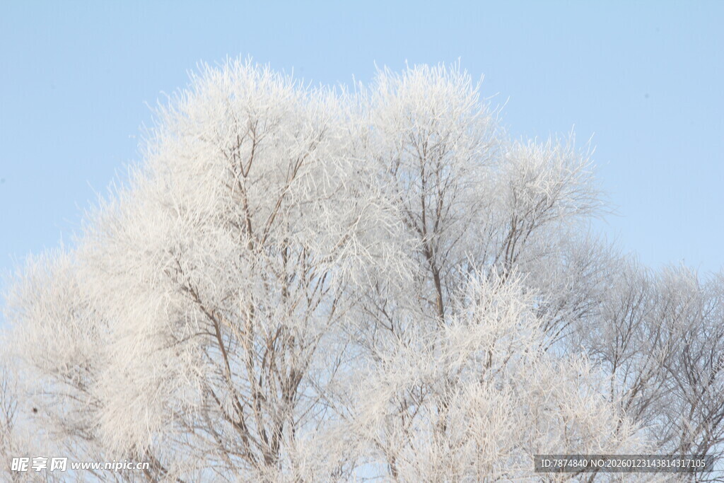 冬日雾凇美景