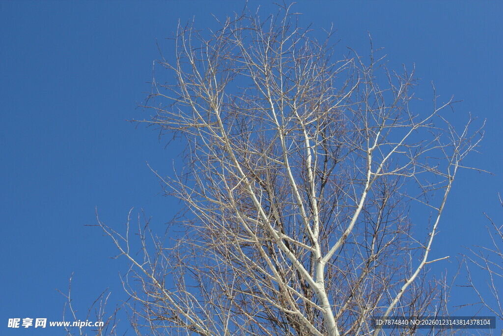 蓝天映衬下的光秃树干