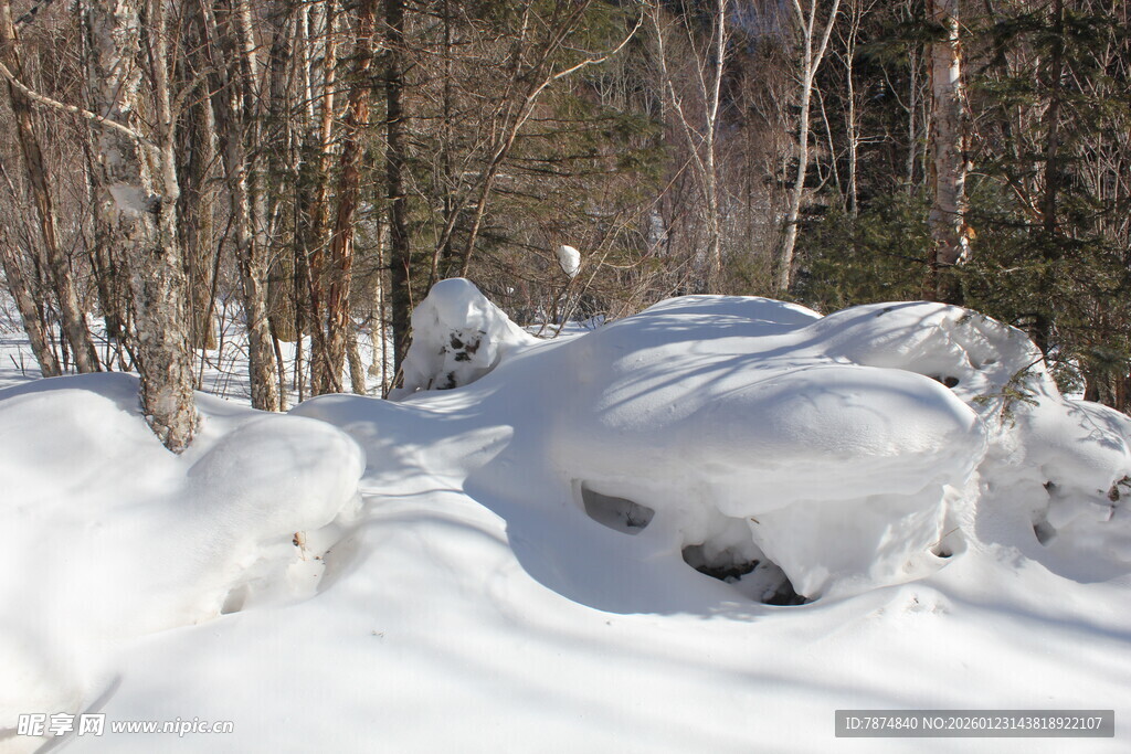 冬日雪覆树林景象