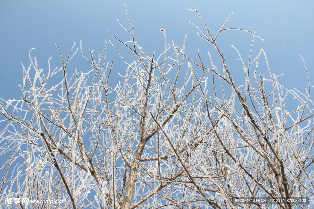 冬日枝头冰霜美景