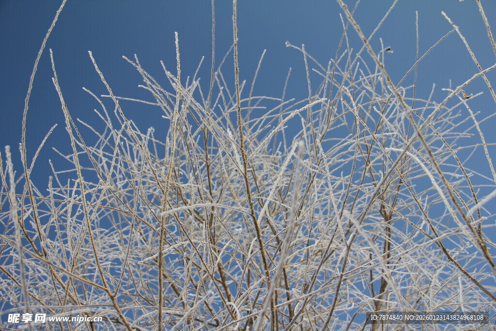 冬日枝头覆霜的萧瑟景象