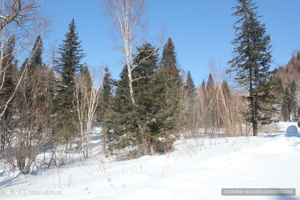 冬日雪林风景