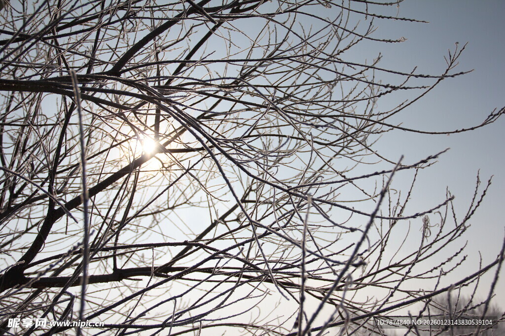 冬日树枝间的暖阳景象