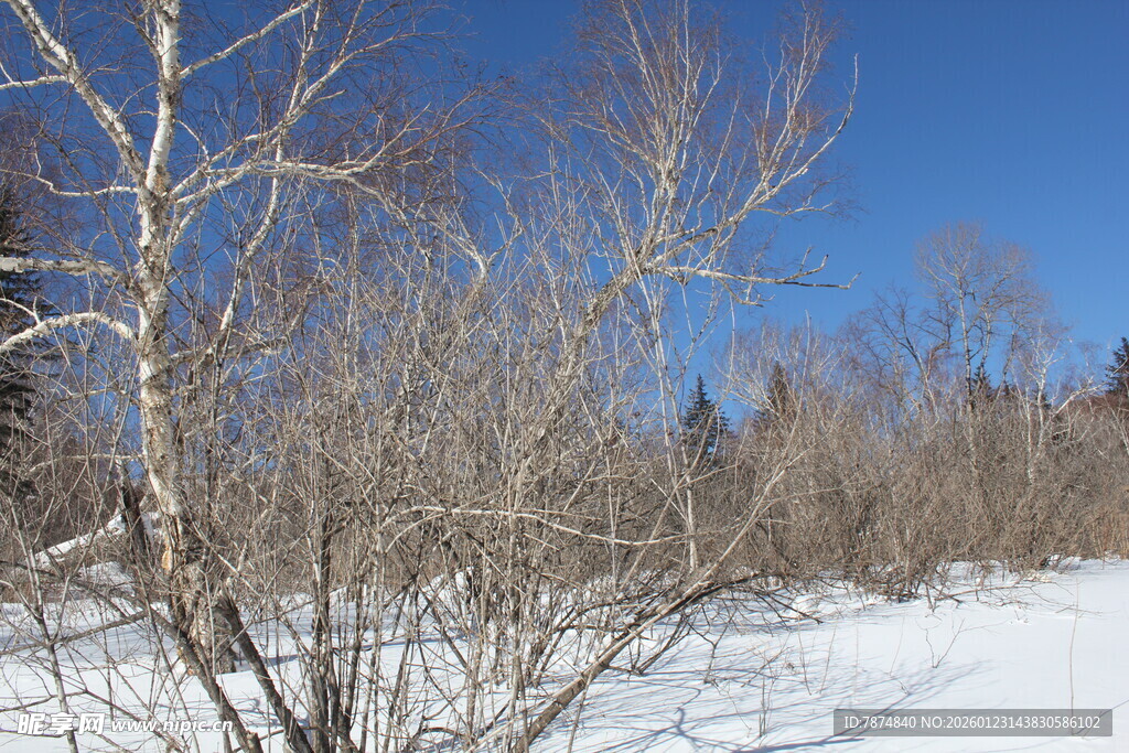 冬日雪林 枯树蓝天之景