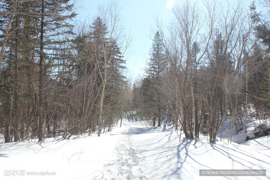 冬日雪林小路