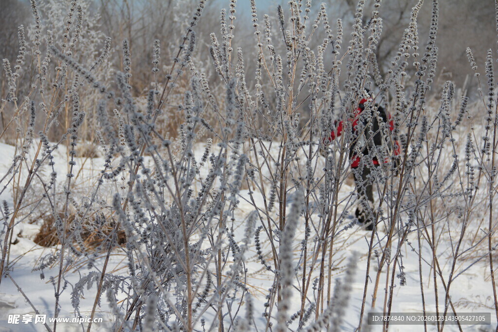 雪覆树林中的一抹红