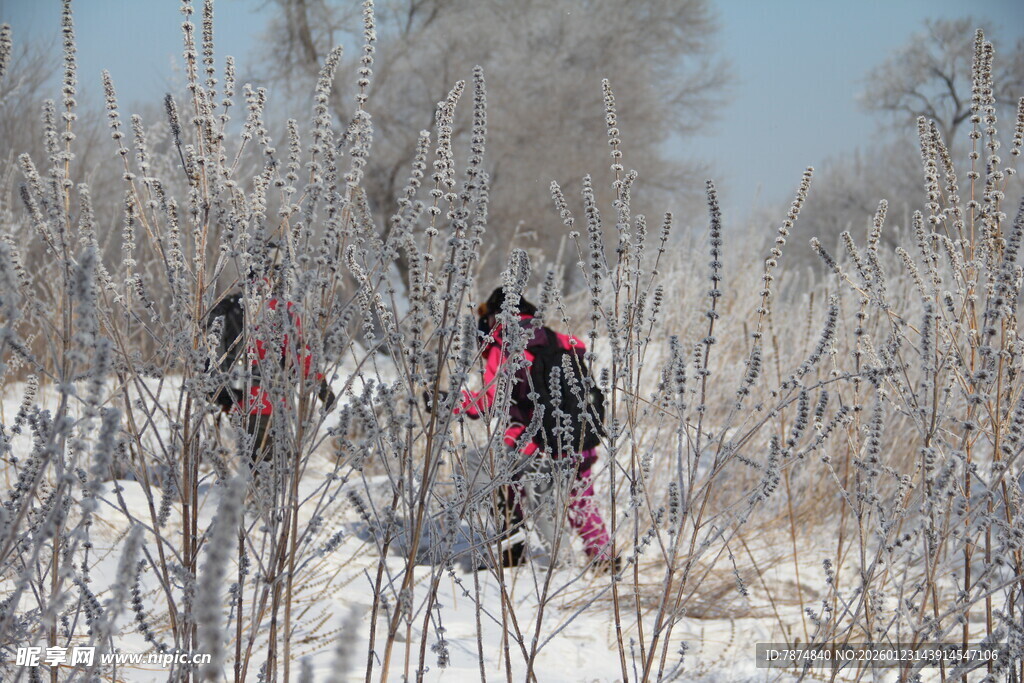 雪地徒步者穿行于枯树林间