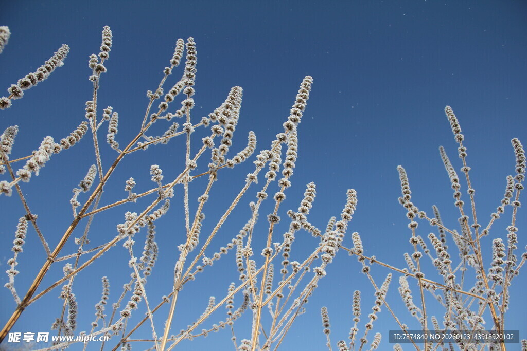 霜覆植物映蓝天