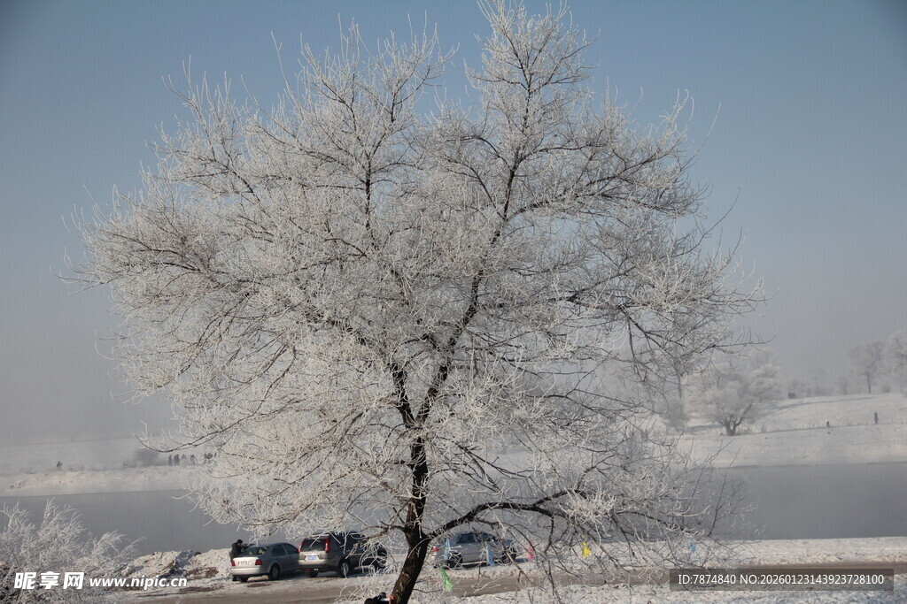 冬日银装素裹的孤树