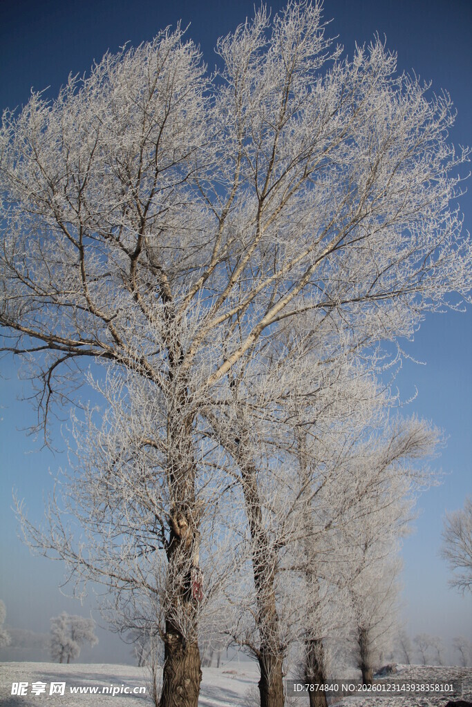 冬日银树雪景
