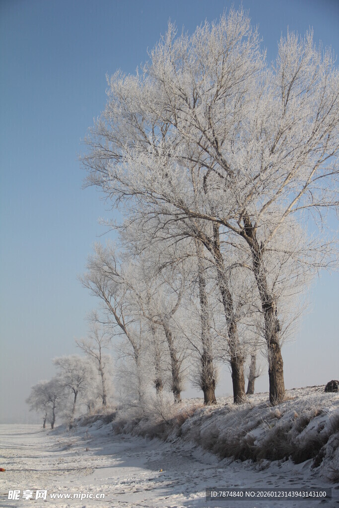 冬日雪覆树木的美丽景致