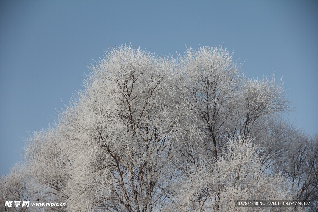 冬日雾凇覆盖的树木景观