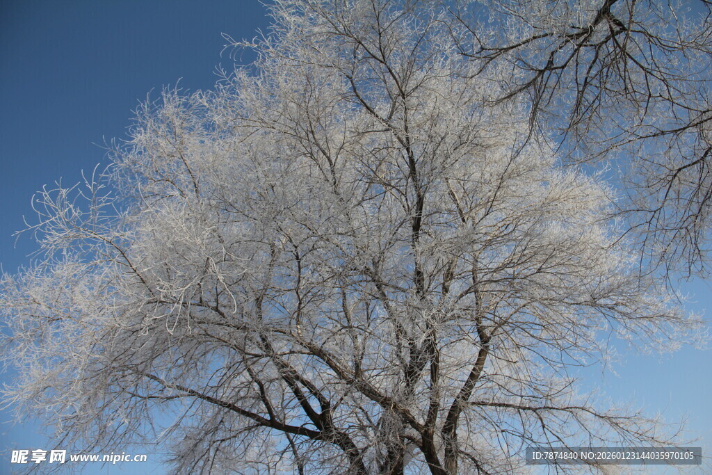 冬日霜覆树 蓝天映美景