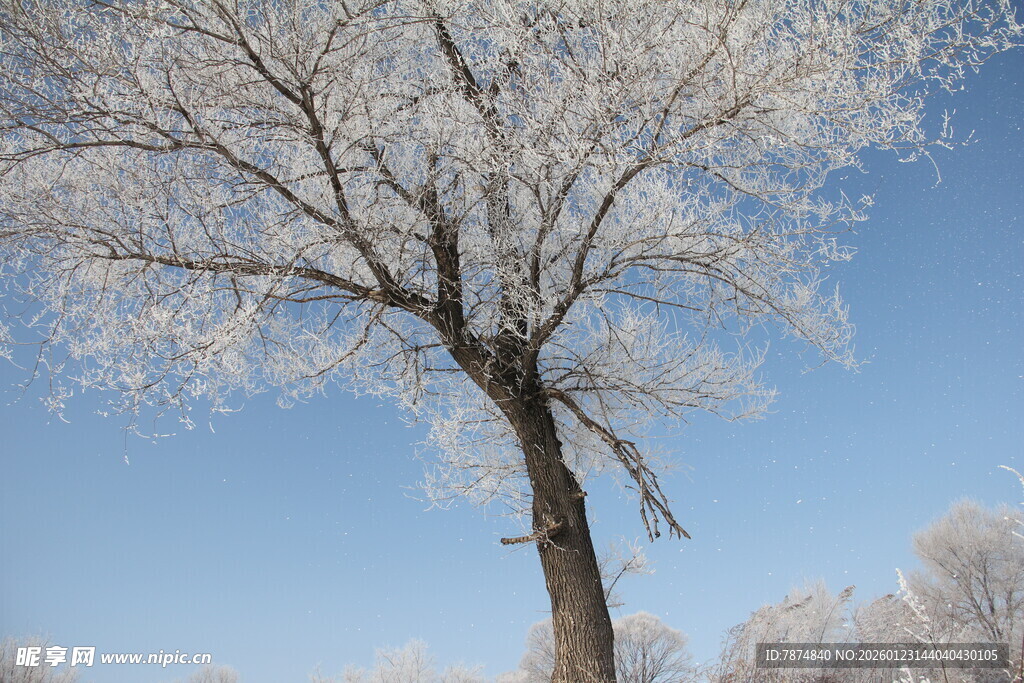 冬日银树 蓝天映衬美景