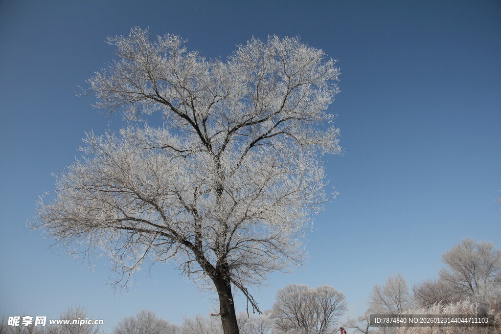 冬日银树 冰雪覆盖之景